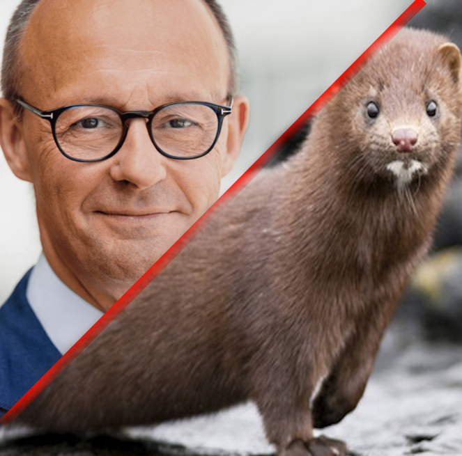 Nerz oder Merz Vorschau